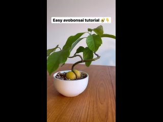 avocado bonsai by justplantaesthetics / biology